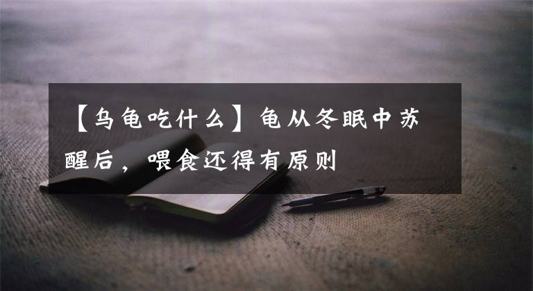 【乌龟吃什么】龟从冬眠中苏醒后，喂食还得有原则