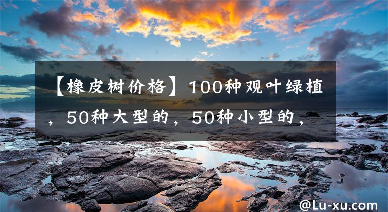 【橡皮树价格】100种观叶绿植，50种大型的，50种小型的，家里没有阳光也能养