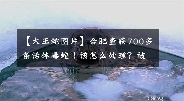 【大王蛇图片】合肥查获700多条活体毒蛇！该怎么处理？被查获的毒蛇都去哪了？