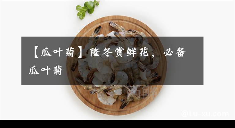 【瓜叶菊】隆冬赏鲜花，必备瓜叶菊