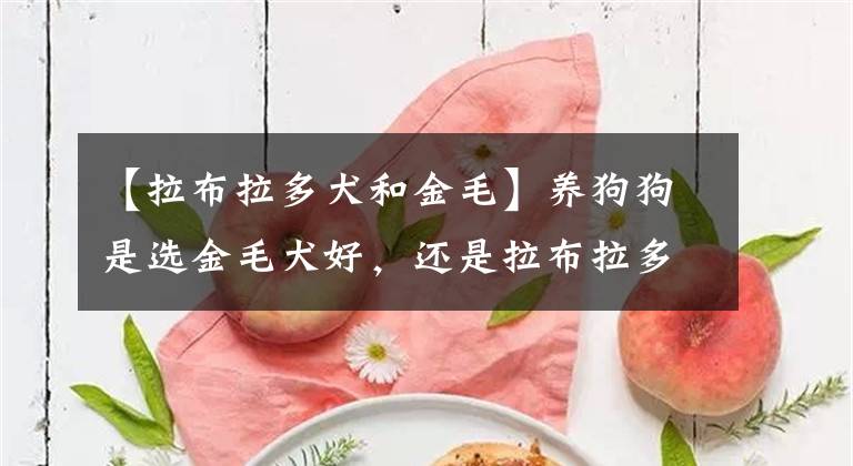 【拉布拉多犬和金毛】养狗狗是选金毛犬好，还是拉布拉多犬好？
