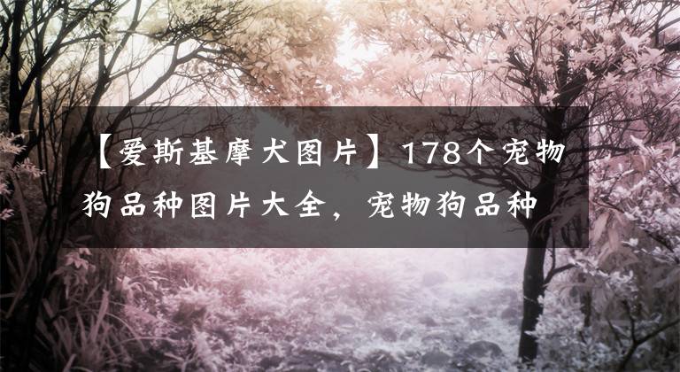 【爱斯基摩犬图片】178个宠物狗品种图片大全，宠物狗品种大全
