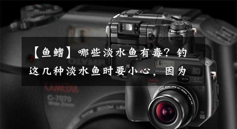 【鱼鳍】哪些淡水鱼有毒？钓这几种淡水鱼时要小心，因为它们的鱼鳍上有毒