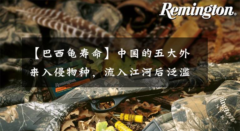 【巴西龟寿命】中国的五大外来入侵物种，流入江河后泛滥成灾，你帮助消灭过多少