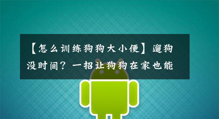 【怎么训练狗狗大小便】遛狗没时间？一招让狗狗在家也能定点上厕所