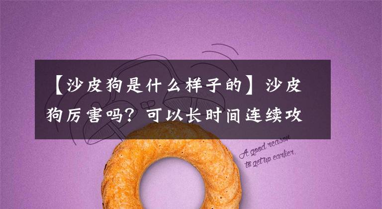 【沙皮狗是什么样子的】沙皮狗厉害吗？可以长时间连续攻击。