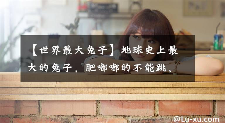 【世界最大兔子】地球史上最大的兔子，肥嘟嘟的不能跳，一只就足够猞猁吃3天