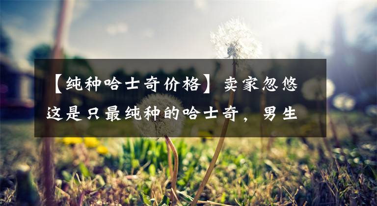 【纯种哈士奇价格】卖家忽悠这是只最纯种的哈士奇，男生买下后发现有点不对劲