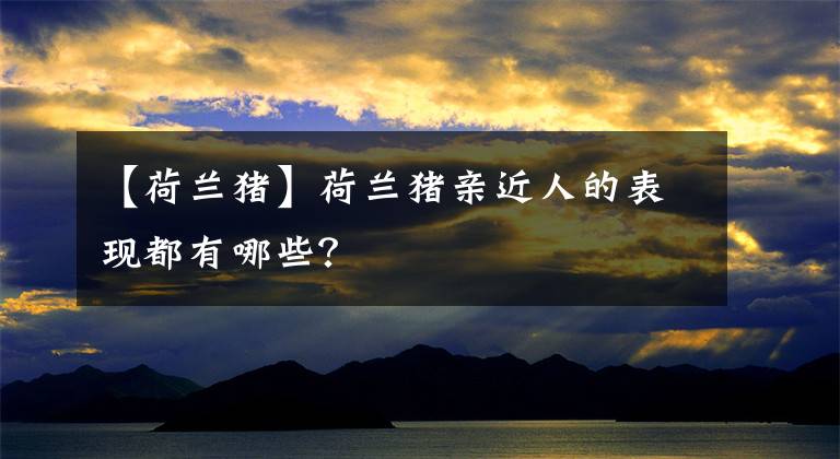 【荷兰猪】荷兰猪亲近人的表现都有哪些？