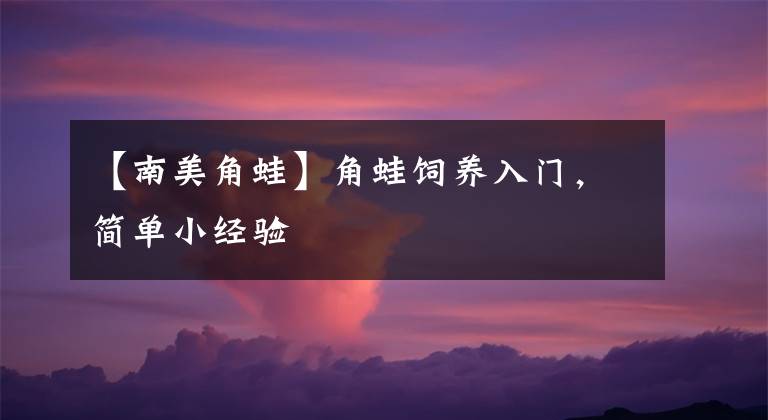 【南美角蛙】角蛙饲养入门，简单小经验