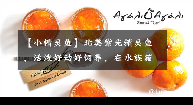 【小精灵鱼】北美紫光精灵鱼，活泼好动好饲养，在水族箱里群游很漂亮
