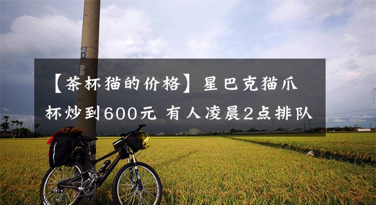 【茶杯猫的价格】星巴克猫爪杯炒到600元 有人凌晨2点排队 还有为此打架的……