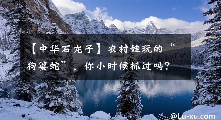 【中华石龙子】农村娃玩的“狗婆蛇”，你小时候抓过吗？