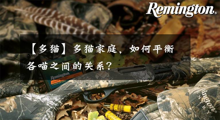 【多猫】多猫家庭，如何平衡各喵之间的关系？