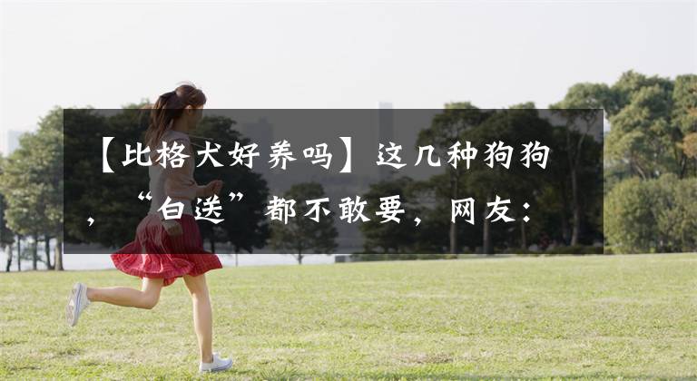 【比格犬好养吗】这几种狗狗，“白送”都不敢要，网友：不敢养