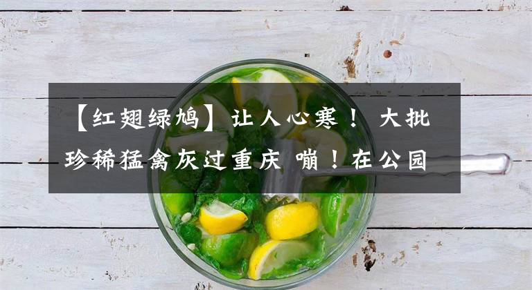 【红翅绿鸠】让人心寒！ 大批珍稀猛禽灰过重庆 嘣！在公园里遭射杀