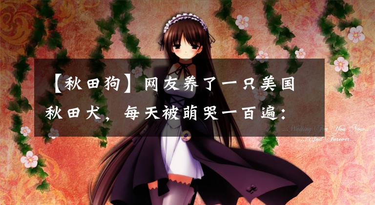 【秋田狗】网友养了一只美国秋田犬，每天被萌哭一百遍：它太憨憨了吧