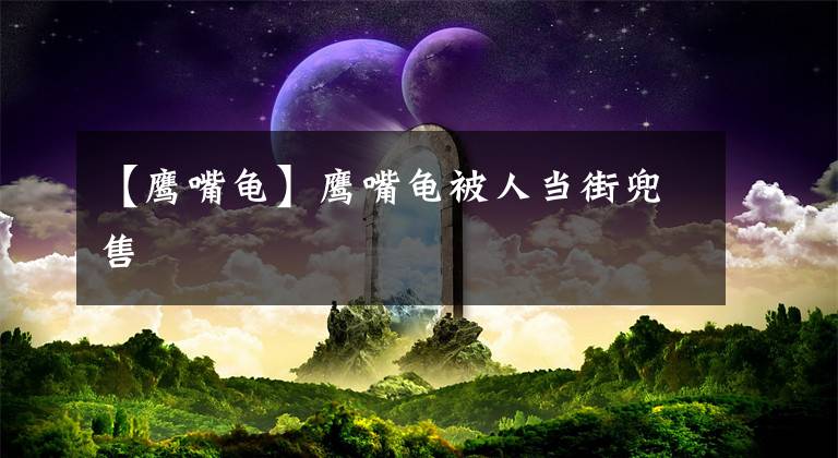 【鹰嘴龟】鹰嘴龟被人当街兜售