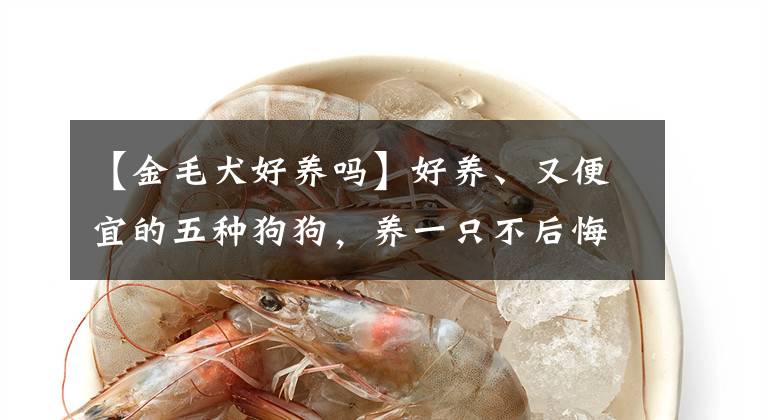 【金毛犬好养吗】好养、又便宜的五种狗狗，养一只不后悔