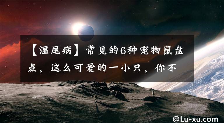 【湿尾病】常见的6种宠物鼠盘点，这么可爱的一小只，你不考虑鼠年抱一只么