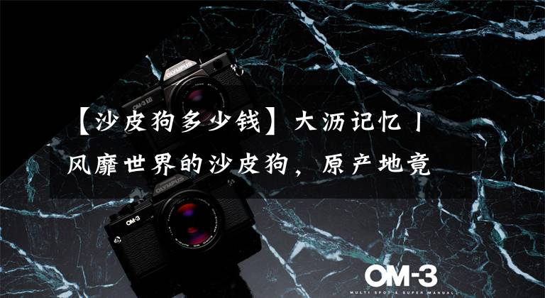 【沙皮狗多少钱】大沥记忆丨风靡世界的沙皮狗，原产地竟然在大沥？