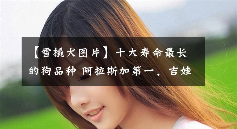 【雪橇犬图片】十大寿命最长的狗品种 阿拉斯加第一，吉娃娃上榜