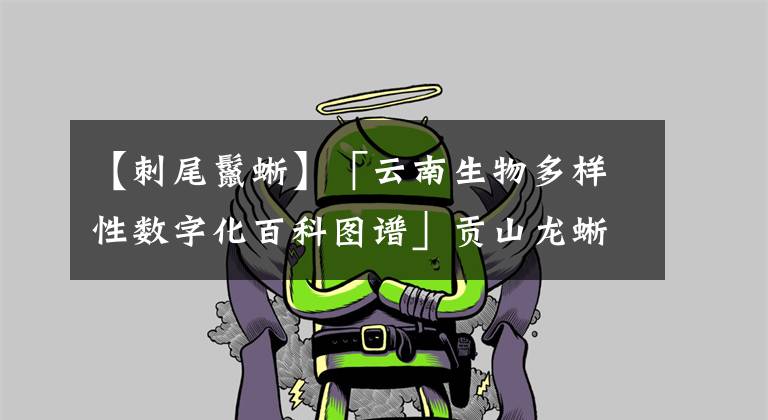【刺尾鬣蜥】「云南生物多样性数字化百科图谱」贡山龙蜥：看似生活悠闲，实则充满危机