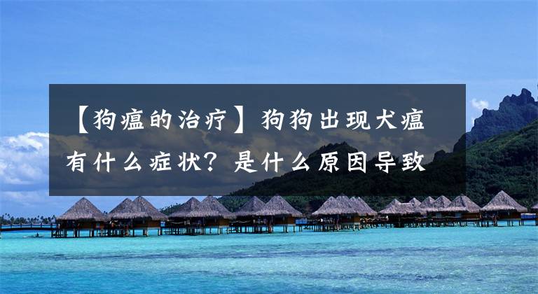 【狗瘟的治疗】狗狗出现犬瘟有什么症状？是什么原因导致的？如何预防犬瘟？