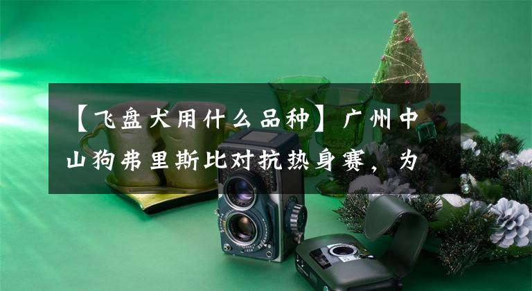 【飞盘犬用什么品种】广州中山狗弗里斯比对抗热身赛，为什么都是边牧和马犬？