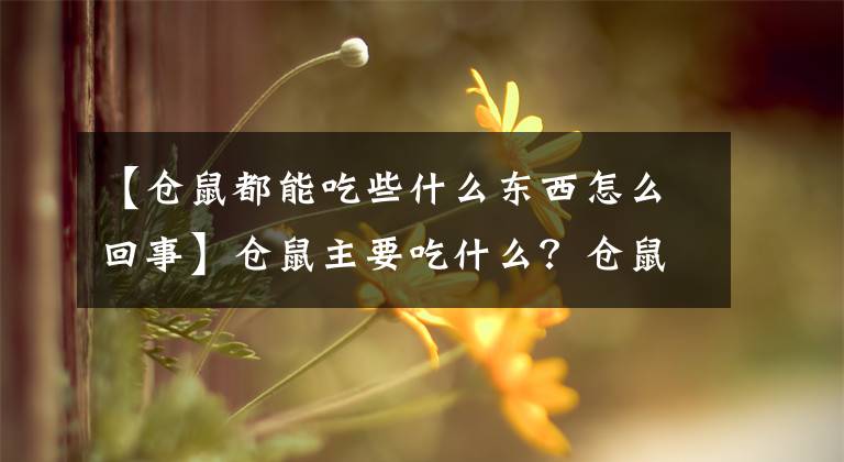 【仓鼠都能吃些什么东西怎么回事】仓鼠主要吃什么？仓鼠饲养必须了解仓鼠饮食习惯