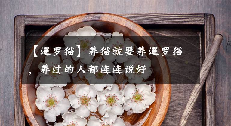 【暹罗猫】养猫就要养暹罗猫，养过的人都连连说好