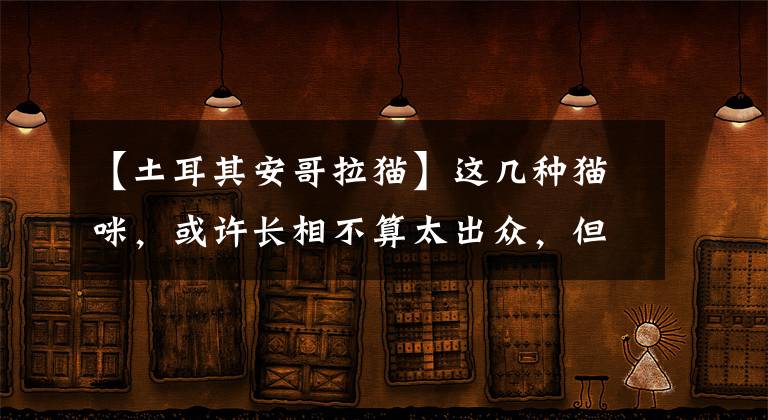 【土耳其安哥拉猫】这几种猫咪，或许长相不算太出众，但是气质没话说