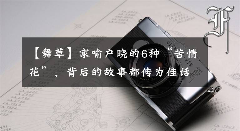【舞草】家喻户晓的6种“苦情花”，背后的故事都传为佳话