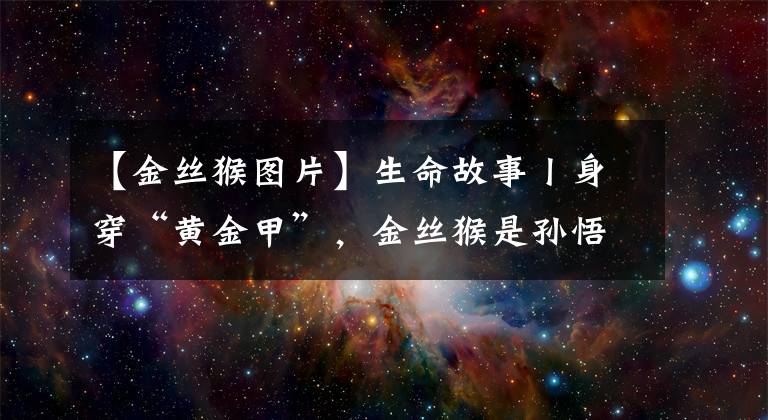 【金丝猴图片】生命故事丨身穿“黄金甲”，金丝猴是孙悟空的原型吗？