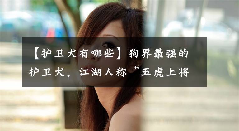 【护卫犬有哪些】狗界最强的护卫犬，江湖人称“五虎上将”