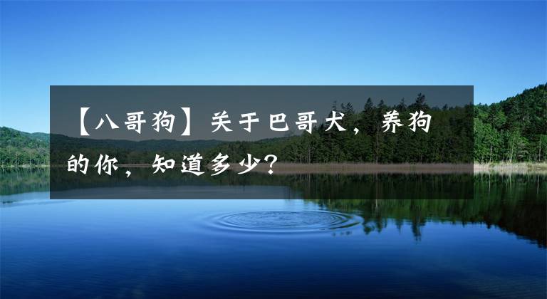 【八哥狗】关于巴哥犬，养狗的你，知道多少？