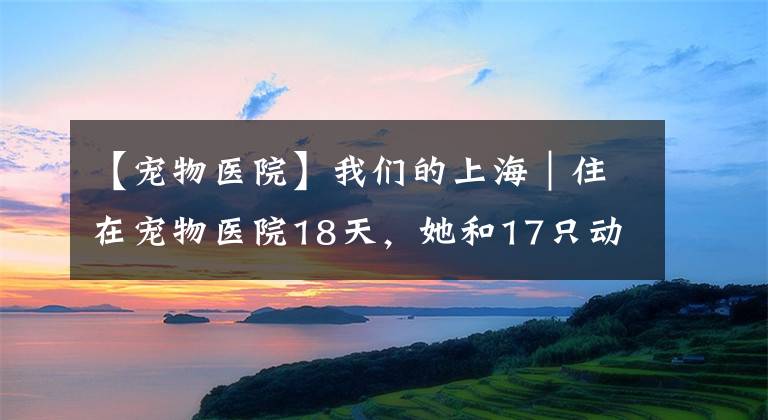 【宠物医院】我们的上海｜住在宠物医院18天，她和17只动物在一起