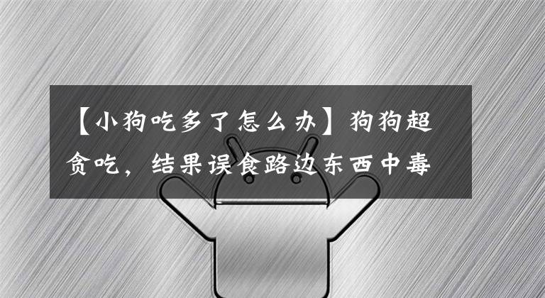 【小狗吃多了怎么办】狗狗超贪吃，结果误食路边东西中毒了，该怎么办？