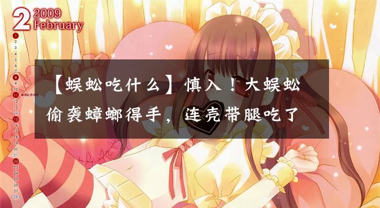 【蜈蚣吃什么】慎入！大蜈蚣偷袭蟑螂得手，连壳带腿吃了个精光