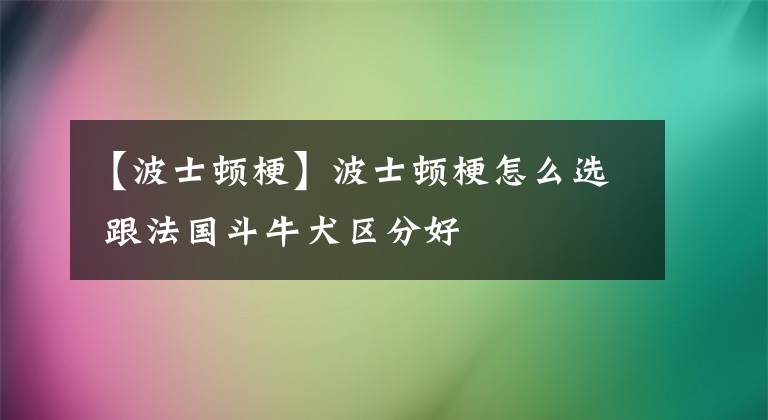 【波士顿梗】波士顿梗怎么选 跟法国斗牛犬区分好