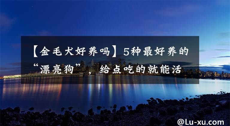 【金毛犬好养吗】5种最好养的“漂亮狗”，给点吃的就能活，你养过吗？
