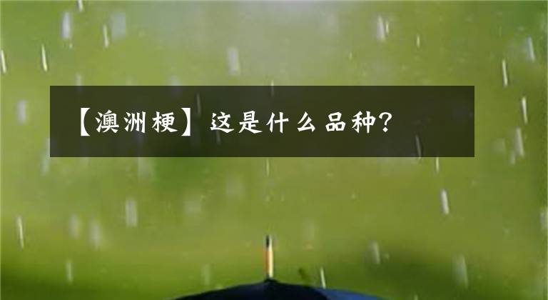 【澳洲梗】这是什么品种？