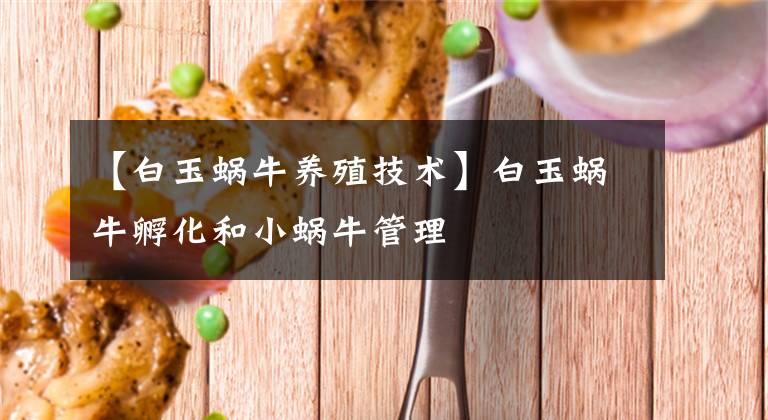 【白玉蜗牛养殖技术】白玉蜗牛孵化和小蜗牛管理