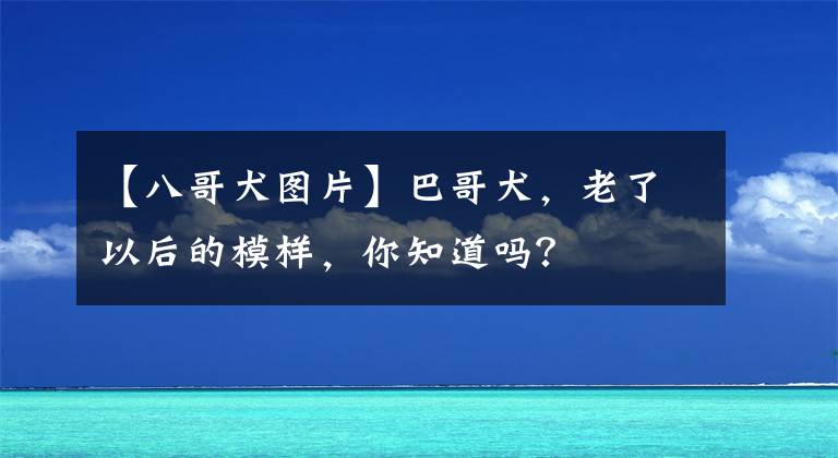 【八哥犬图片】巴哥犬，老了以后的模样，你知道吗？