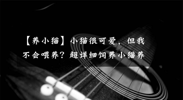 【养小猫】小猫很可爱，但我不会喂养？超详细饲养小猫养指南全在这