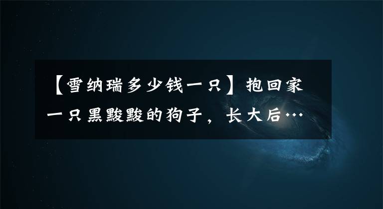 【雪纳瑞多少钱一只】抱回家一只黑黢黢的狗子，长大后…好可爱