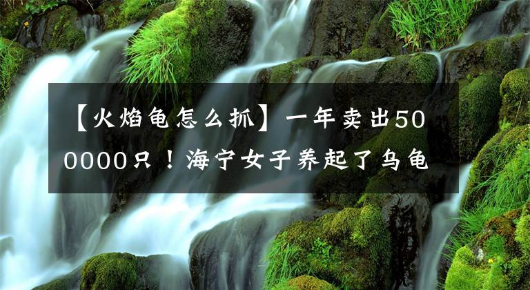 【火焰龟怎么抓】一年卖出500000只！海宁女子养起了乌龟，竟做成了大生意