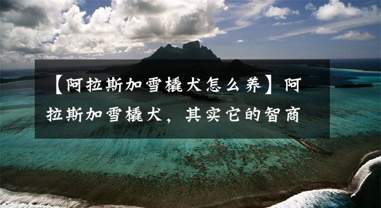 【阿拉斯加雪橇犬怎么养】阿拉斯加雪橇犬，其实它的智商并不低，只是贪吃、散漫罢了