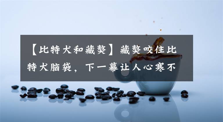 【比特犬和藏獒】藏獒咬住比特犬脑袋，下一幕让人心寒不已！