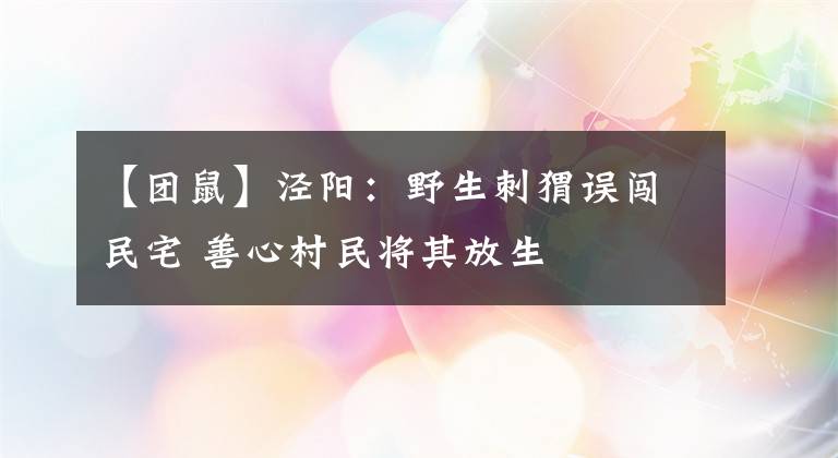 【团鼠】泾阳：野生刺猬误闯民宅 善心村民将其放生